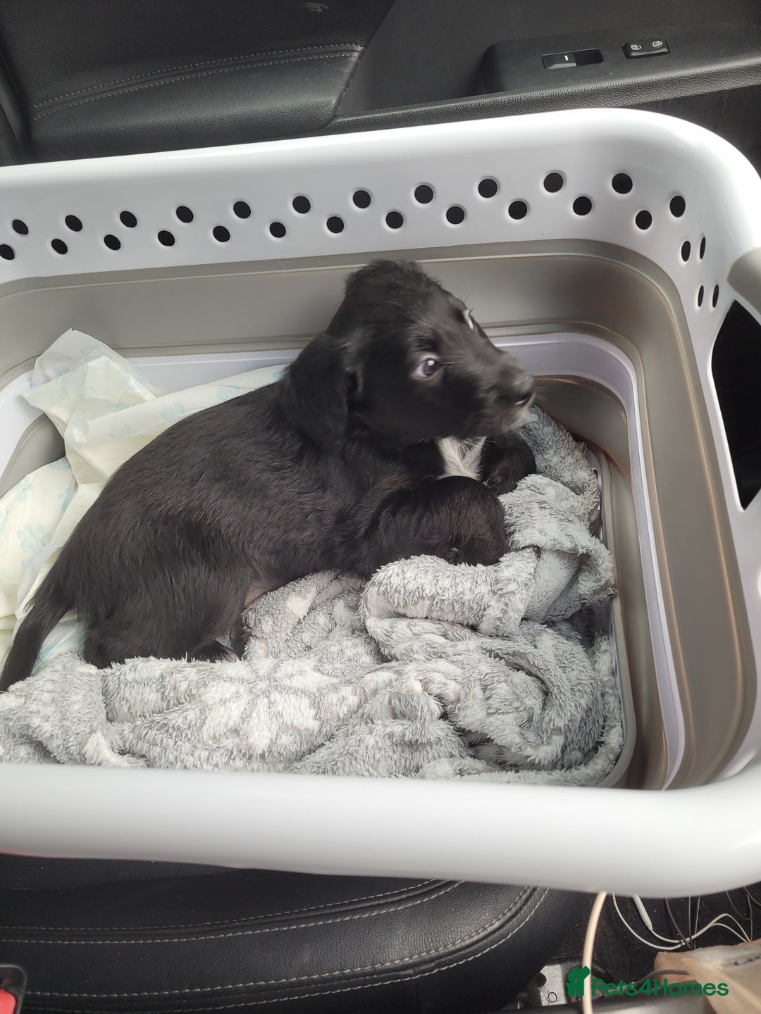 Mixed Breed dogs for sale: Border collie x irish/red setter puppies - Image 4