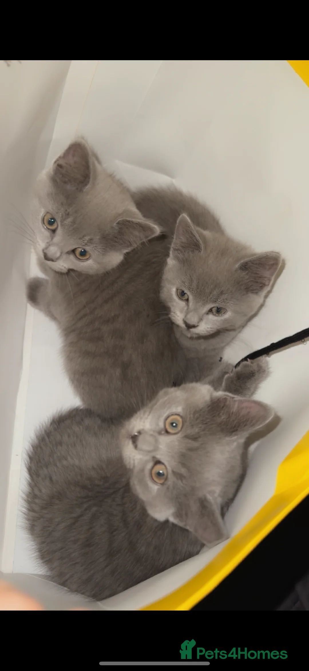 Russian Blue cats for stud: Russian blue  in Greenford - Advert 9