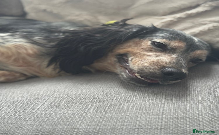 Cocker Spaniel dogs - Advert 14