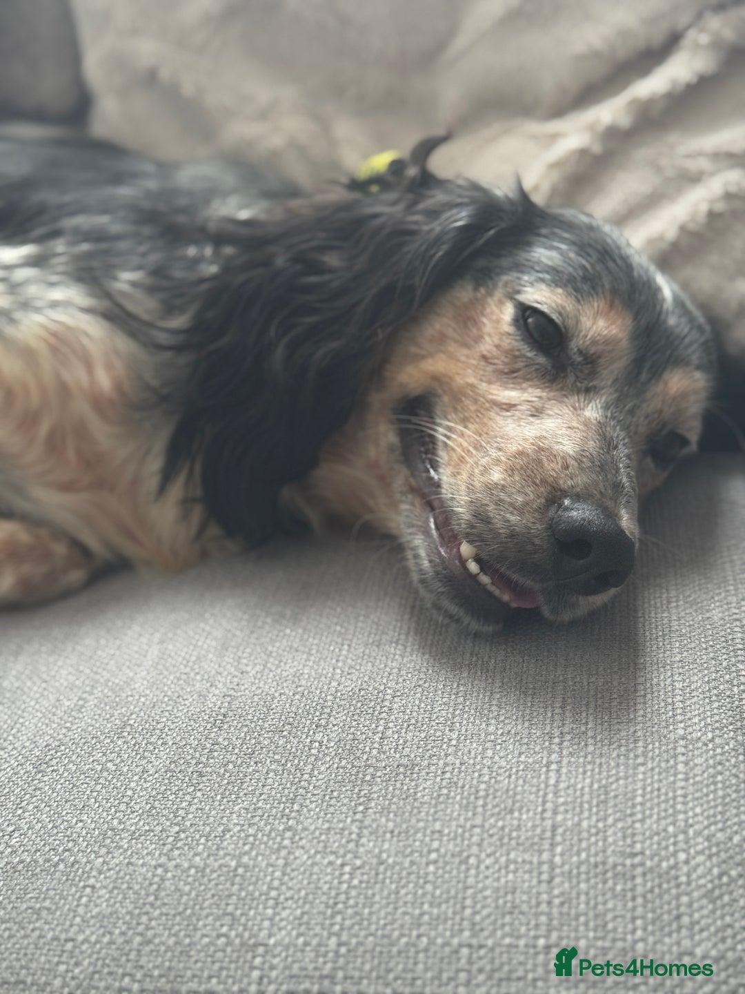 Cocker Spaniel dogs for sale: 2 Year Old boy (Rocky) Cockerspaniel - Image 1