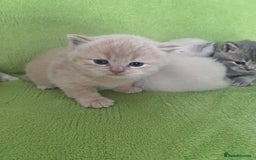 British Shorthair cats for sale: Gorgeous British shorthair kittens - Image 2