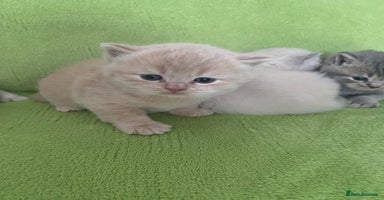 British Shorthair cats - Advert 12