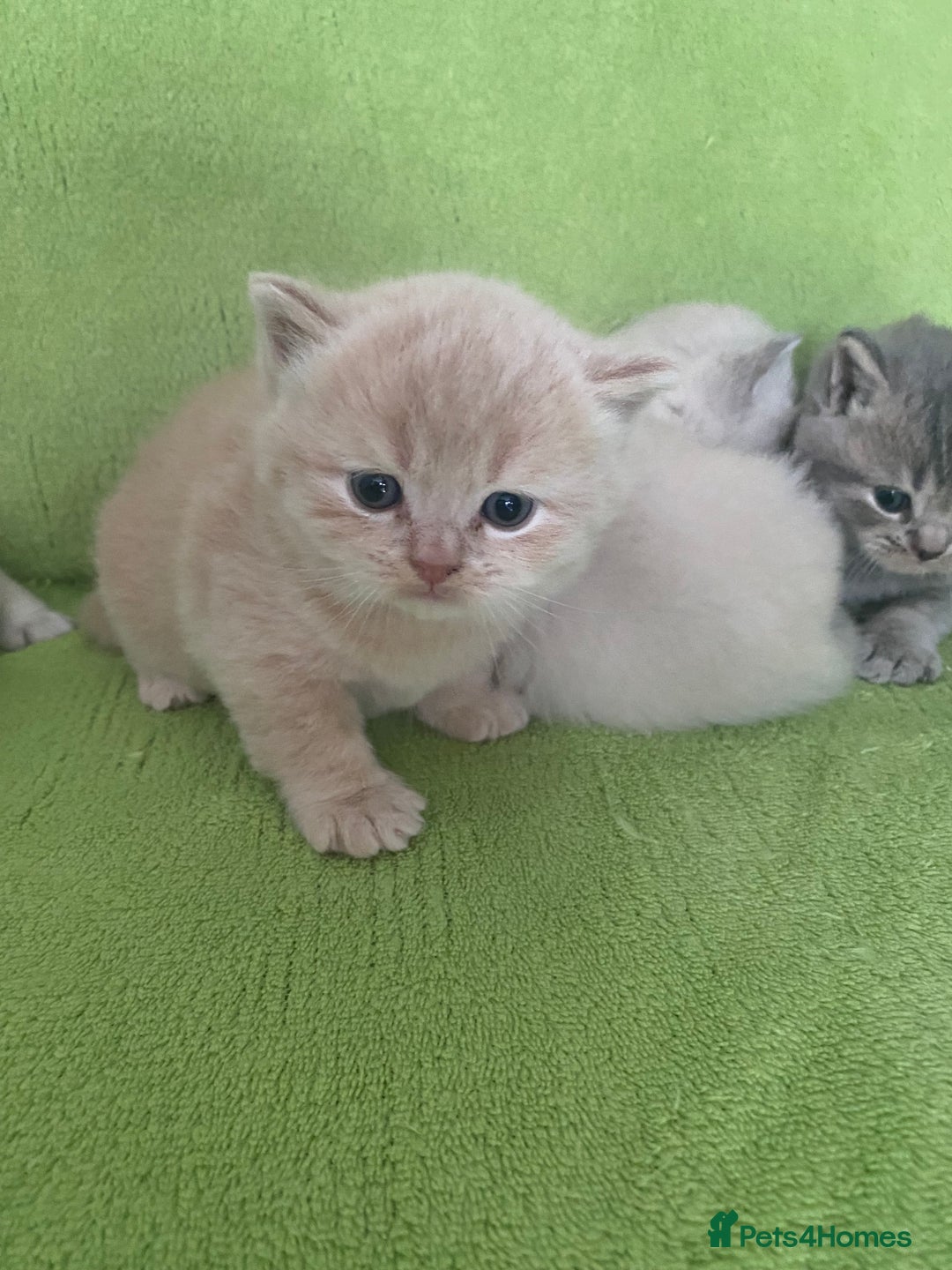 British Shorthair cats for sale: Gorgeous British shorthair kittens - Image 2