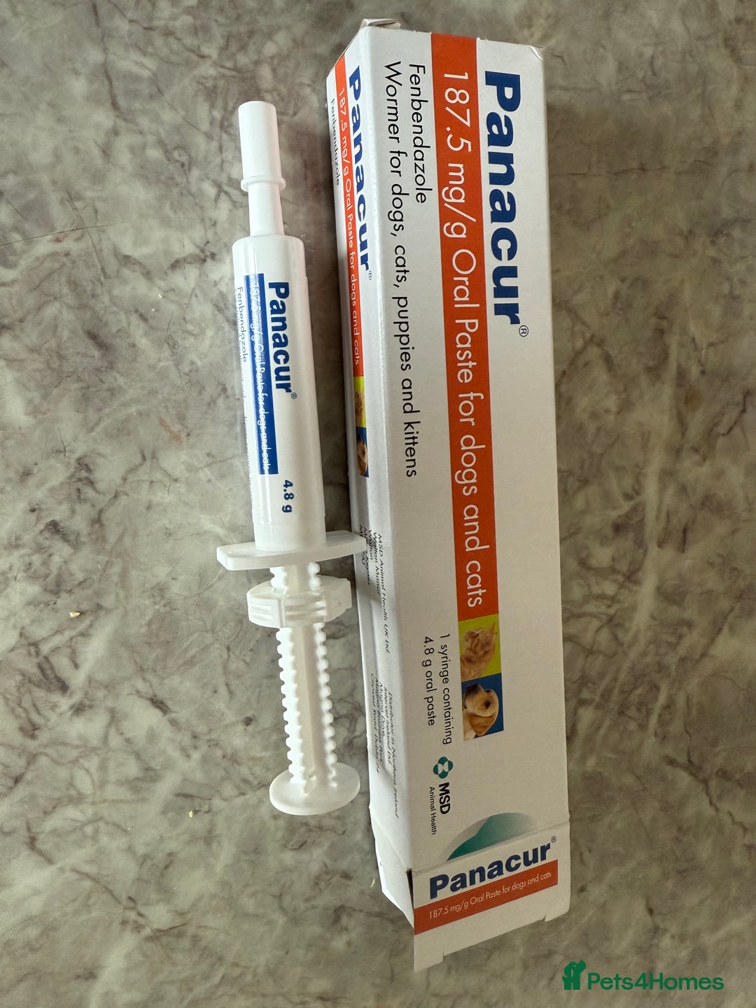 British Shorthair cats for sale: Two beautiful bi colour girls ready for new homes  - Advert 28