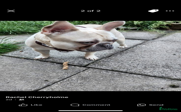 French Bulldog dogs - Advert 2