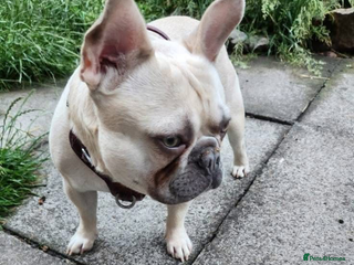 French Bulldog dogs - Advert 10