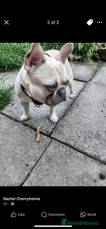 French Bulldog dogs - Advert 2