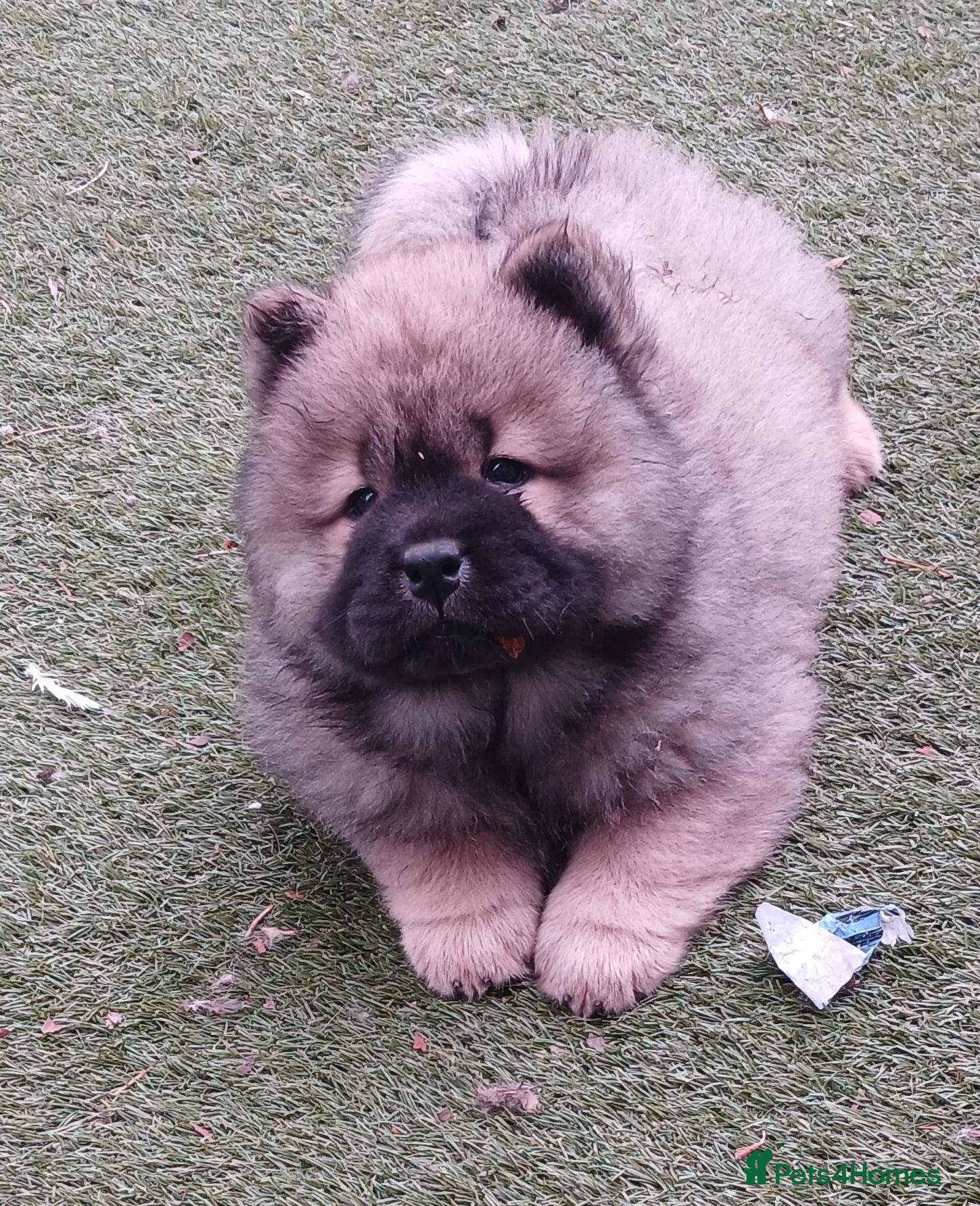 Chow Chow dogs Beautiful champion sired chow chow pups - Advert 5