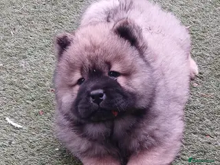 Chow Chow dogs Beautiful champion sired chow chow pups - Advert 5
