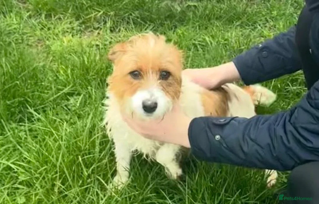Jack Russell dogs for sale: 3 male tricolour long haired jackrussel puppies  - Advert 2