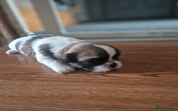 Shih Tzu dogs for sale: Shih tzu puppies - Image 2