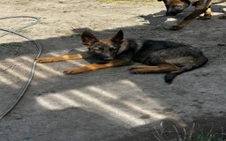 German Shepherd dogs for sale: German shepherd puppie looking for a new home  in Cambridge - Image 16