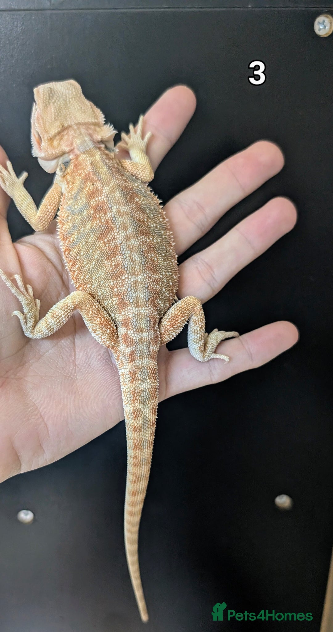 Bearded Dragon reptiles for sale: Female bearded dragons. Last few left - Image 6