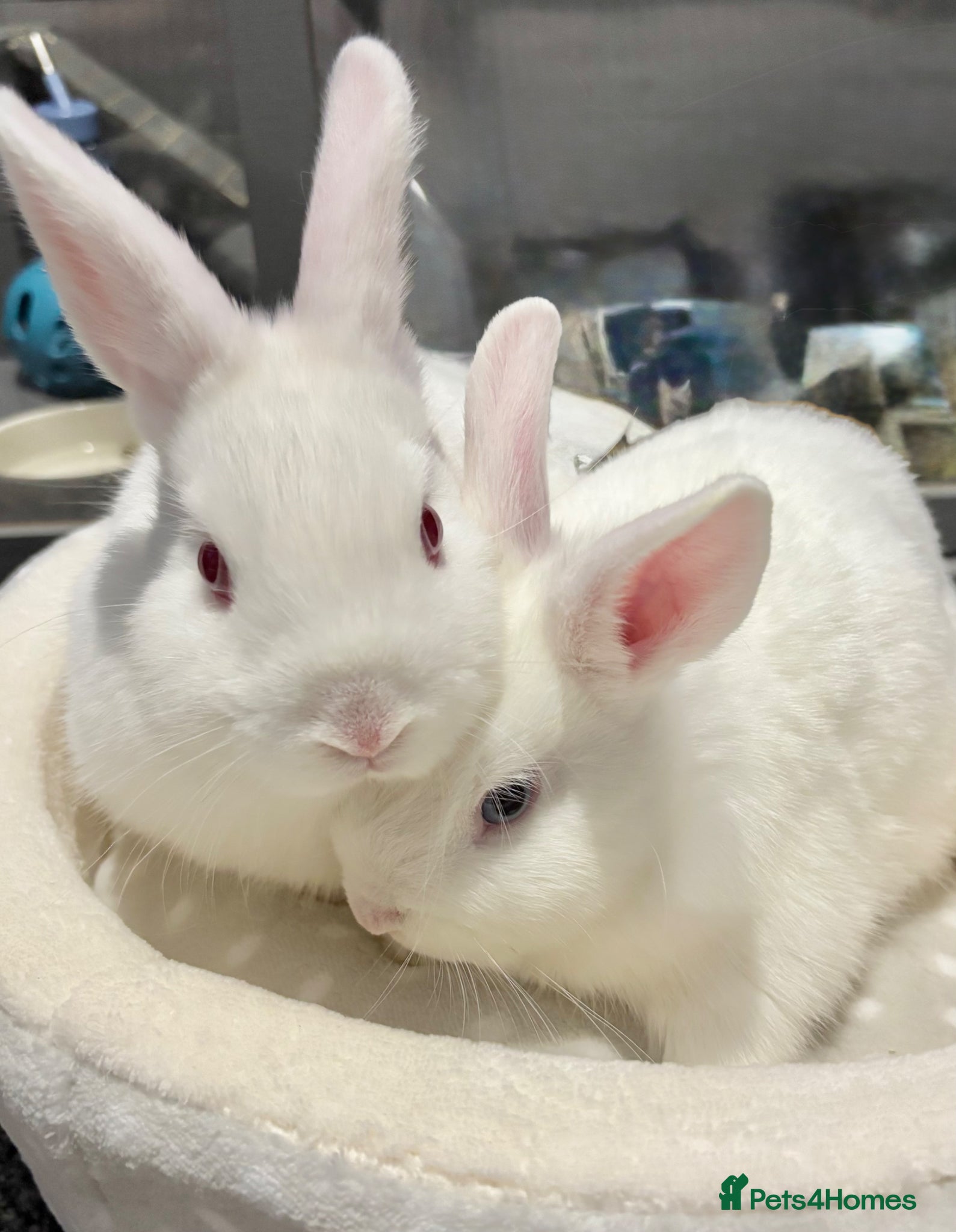 Dwarf Lop rabbits for sale: Super friendly Baby boy Rabbit 🐰  - Advert 1