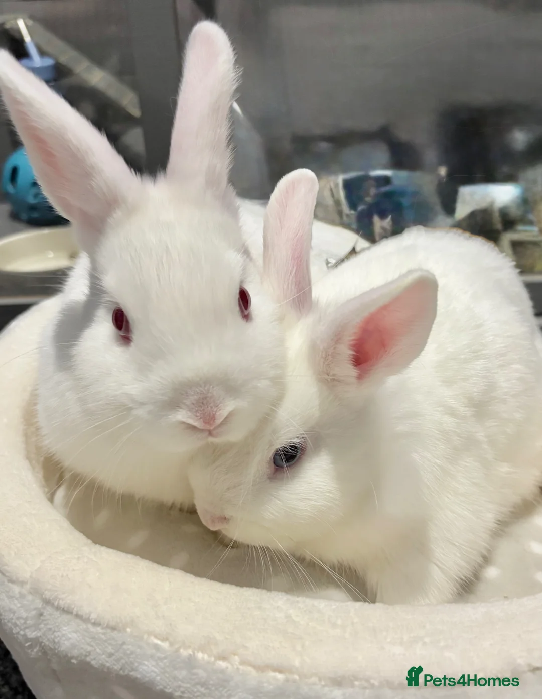 Dwarf Lop rabbits for sale: Super friendly Baby boy Rabbit 🐰  in Chichester - Advert 1
