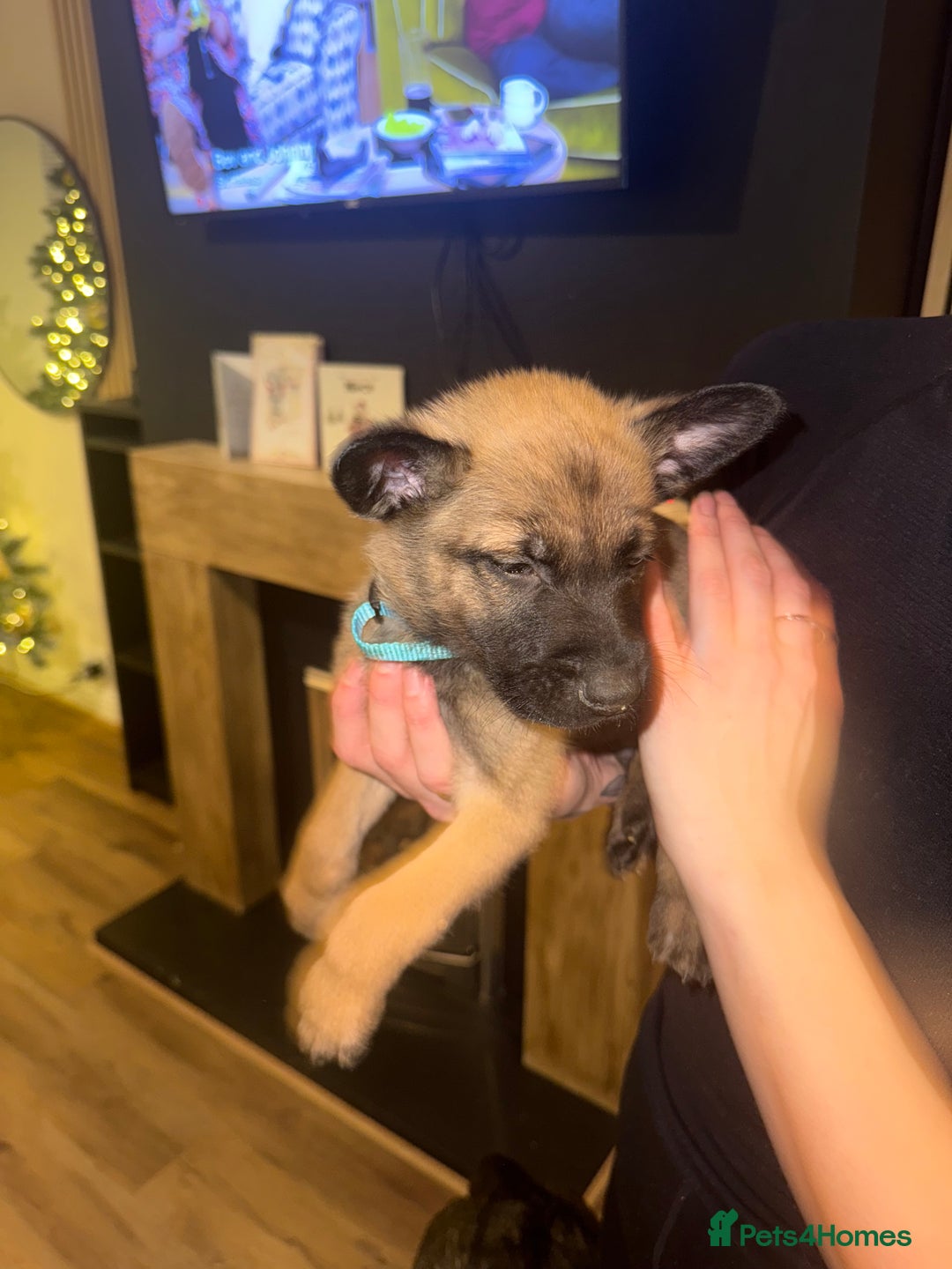 Belgian Shepherd Dog dogs for sale: Pure Belgian Malinois Puppies - Advert 39