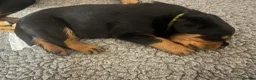 Rottweiler dogs for sale: Rottweiler huge chunky pups ready now 2 girls left - Advert 10