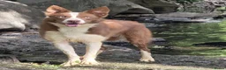 Border Collie dogs for sale: 17 Month old male border collie - Advert 4