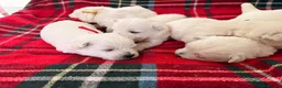 West Highland Terrier dogs for sale: West Highland White Terrier Pups - Advert 8