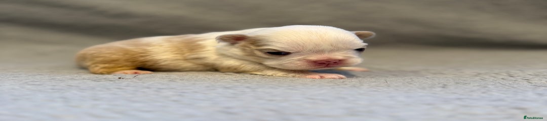 🩷 Full Fluffy Isabella Koi Girl 🩷