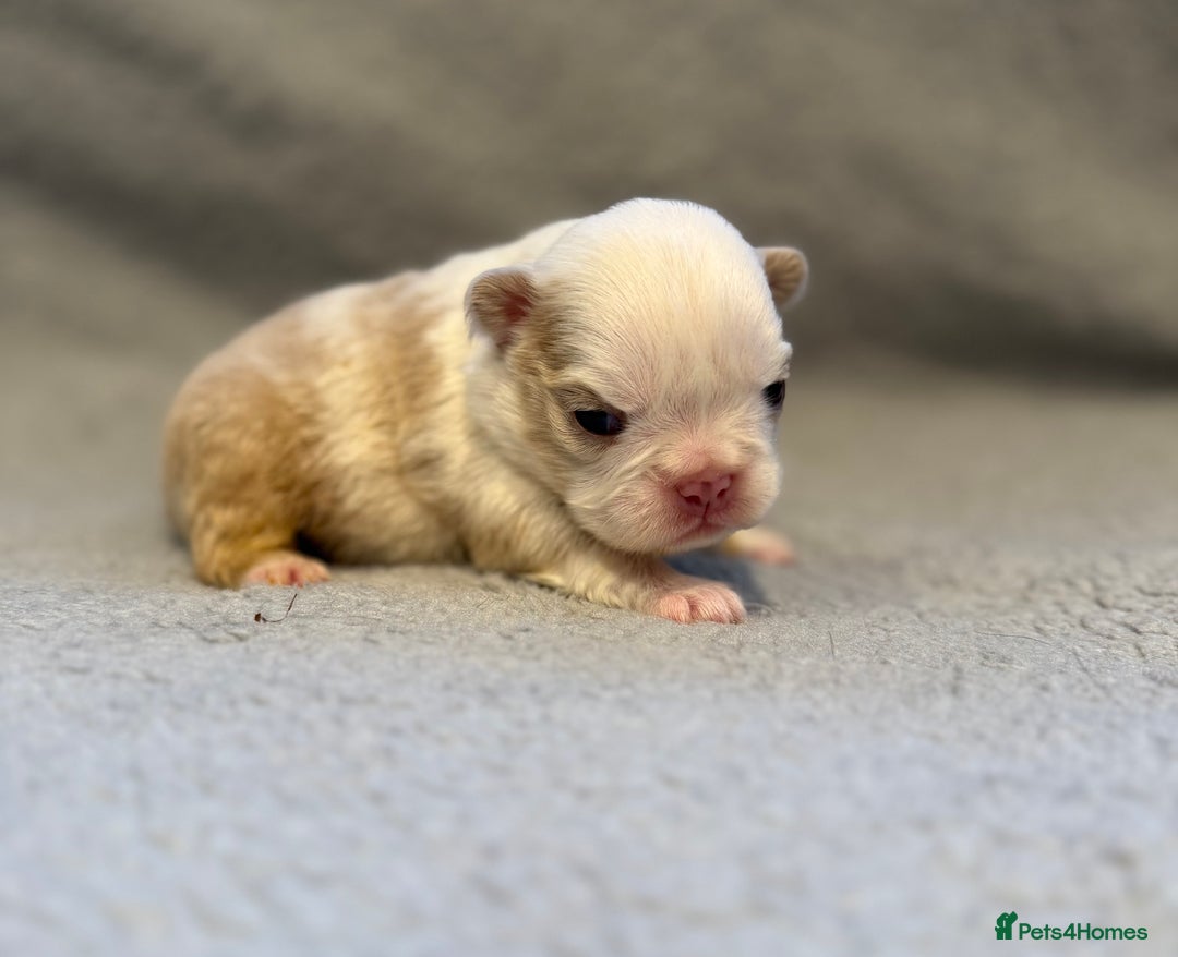 French Bulldog dogs for sale: 🐶 Beautiful Litter Of French Bulldogs 🐶 - Image 5