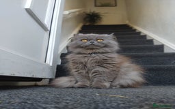 Persian cats for sale: 3 Stunning Female Kittens for Sale  - Image 7