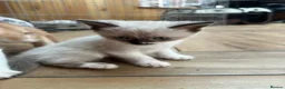 British Longhair cats for sale: Kittens in Romford - Advert 9