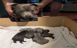 Staffordshire Bull Terrier dogs for sale: Ms/Mister - Image 37
