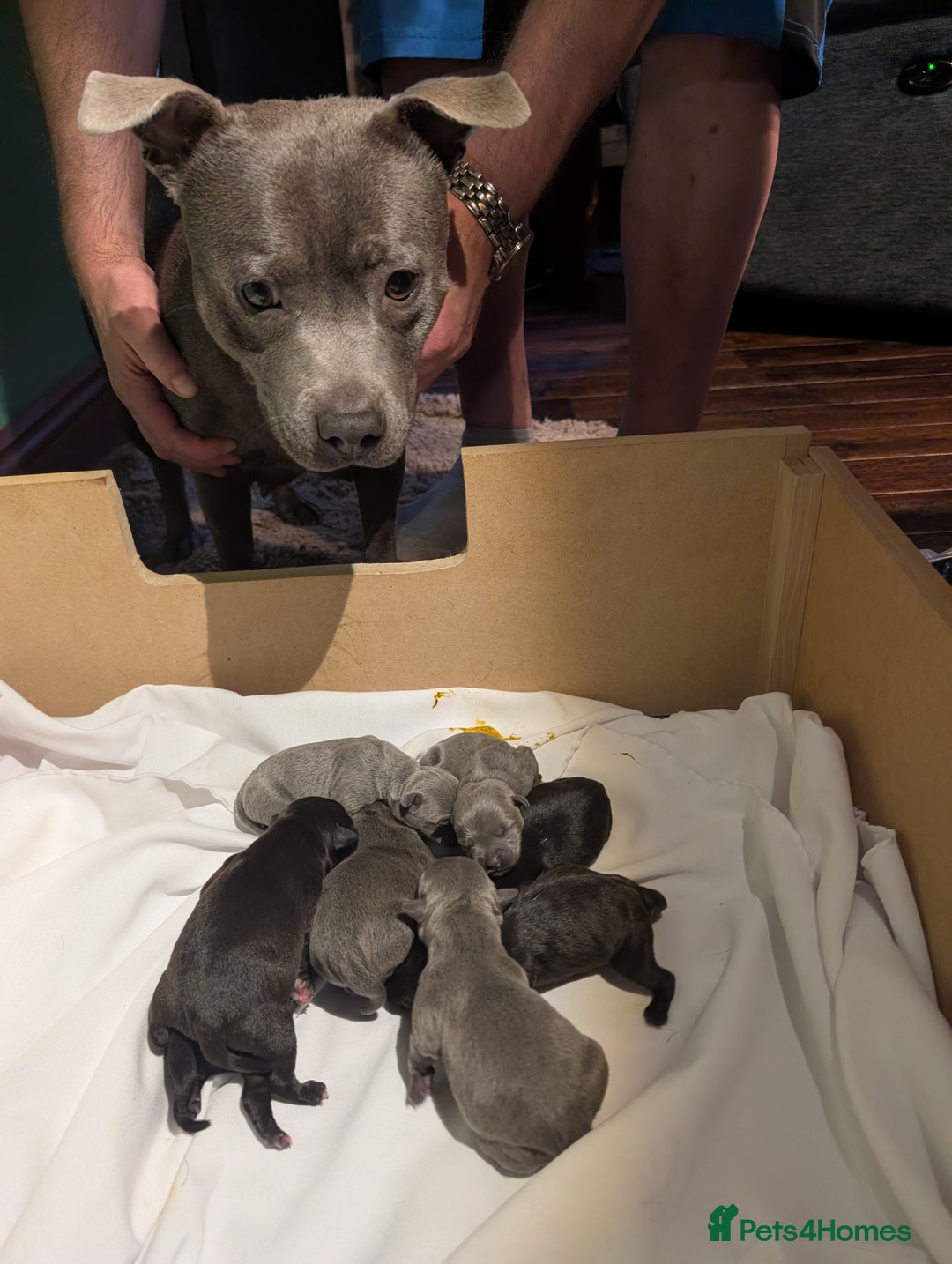 Staffordshire Bull Terrier dogs for sale: Ms/Mister - Image 37