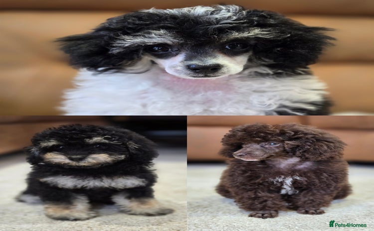 Toy Poodle dogs - Advert 14