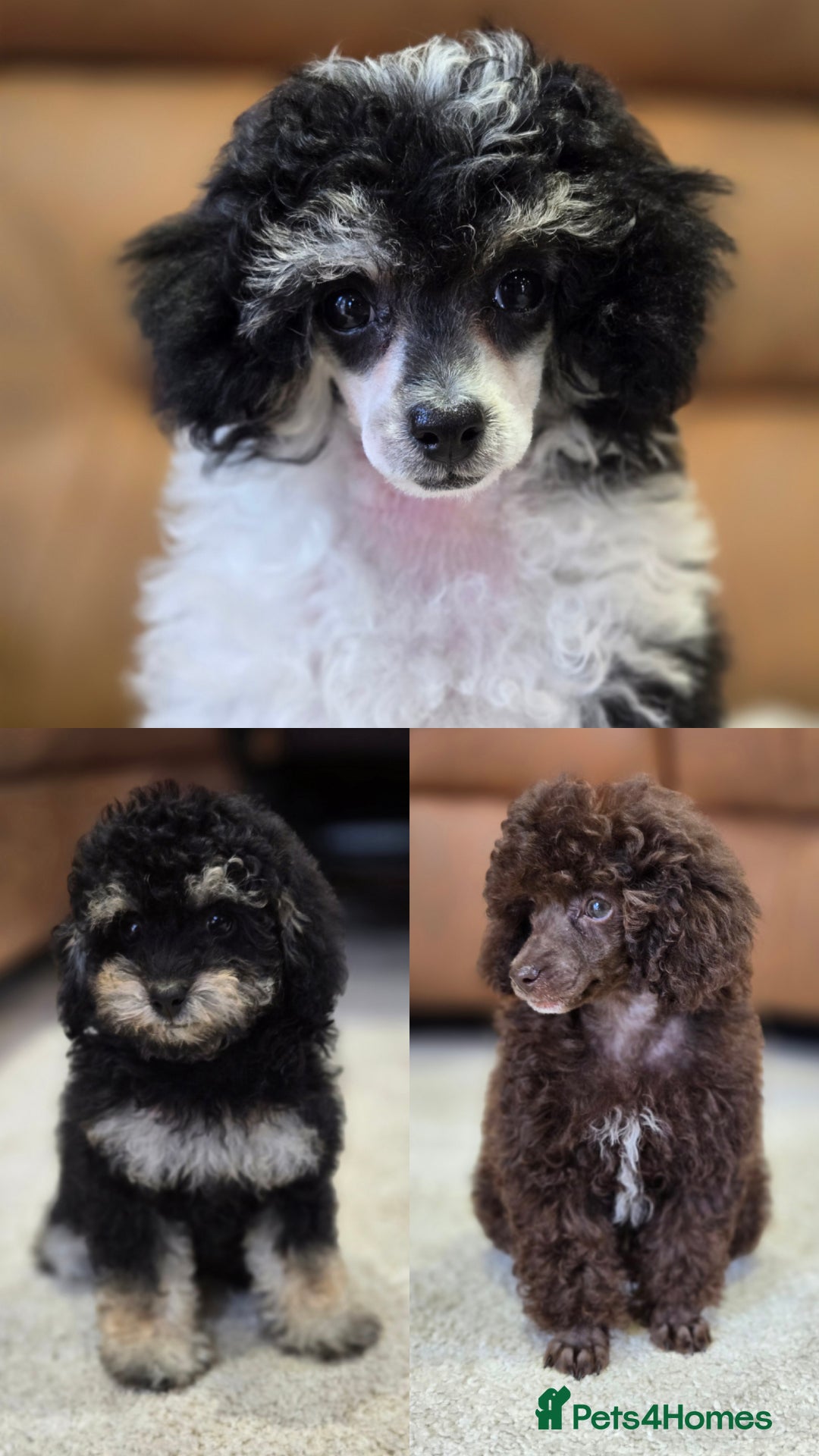 Toy Poodle dogs for sale: Gorgeous Tiny Toy Poodle Pups  - Image 2