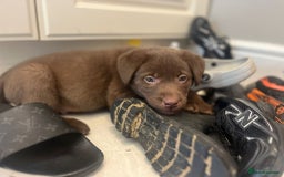 Labrador Retriever dogs for sale: Chocolate Labrador puppies  - Advert 23