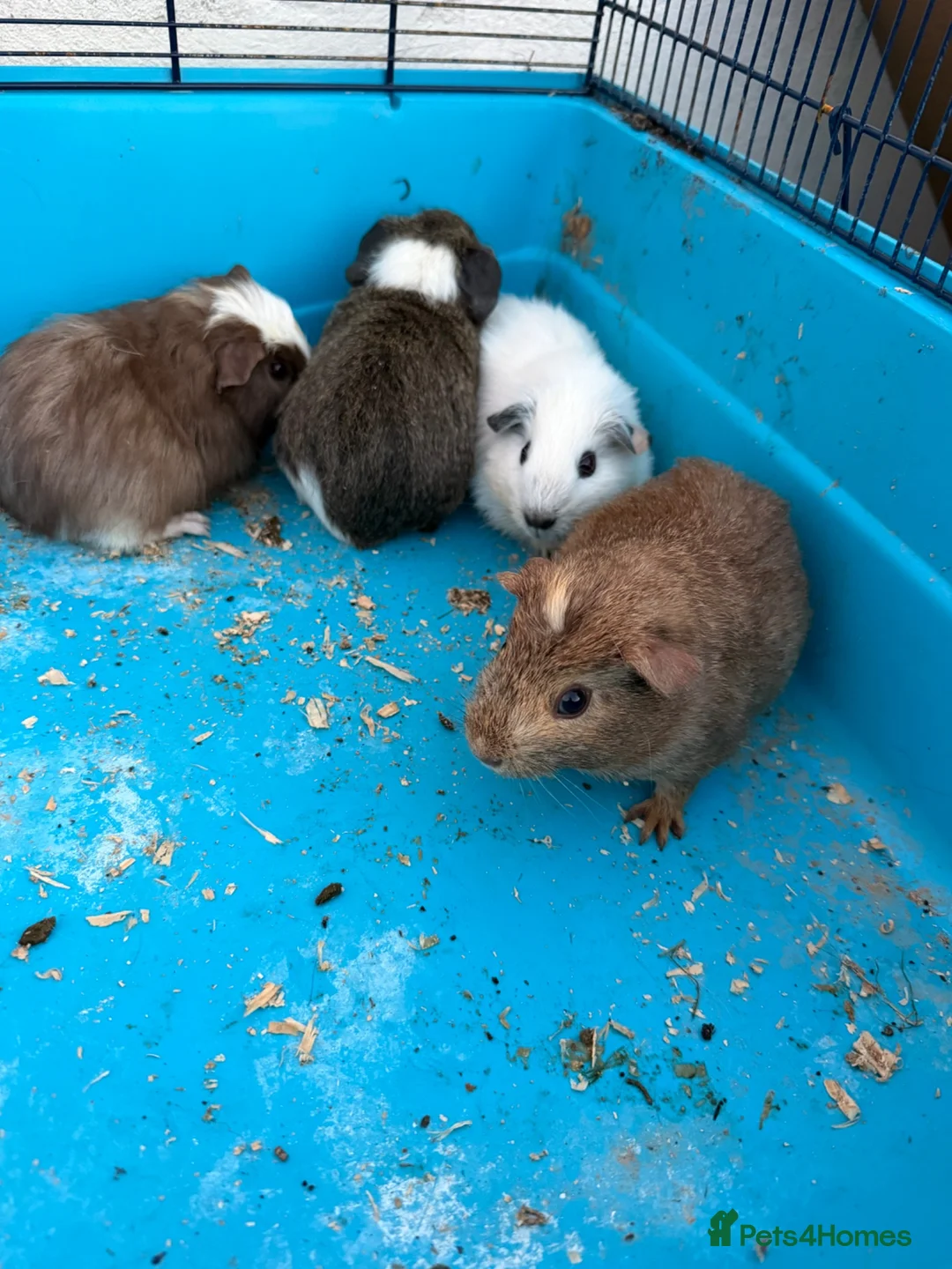Guinea Pig rodents for sale: Male guinea pigs in Wells - Advert 2