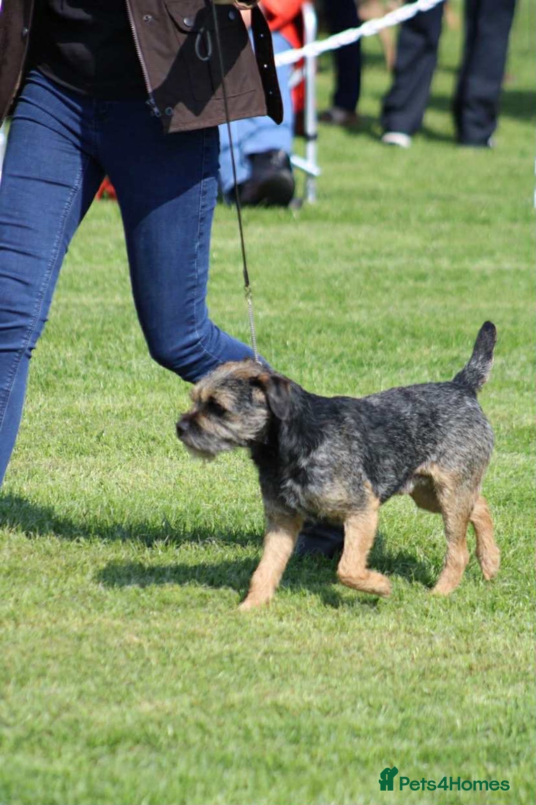 Border Terrier dogs for sale: Stunning KC Registered Border Terrier Puppies - Image 3