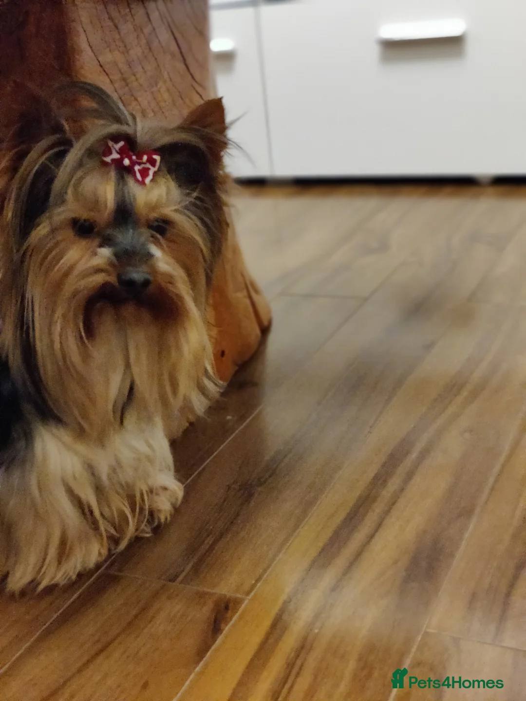 Yorkshire Terrier dogs for stud: Outstanding Yorkshire terrier for STUD only in Hull - Advert 8