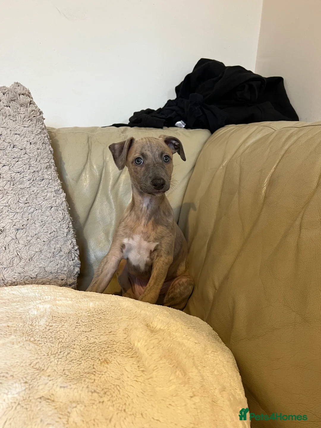 Whippet dogs for sale: KC Registered Female Whippet Puppy - Advert 6