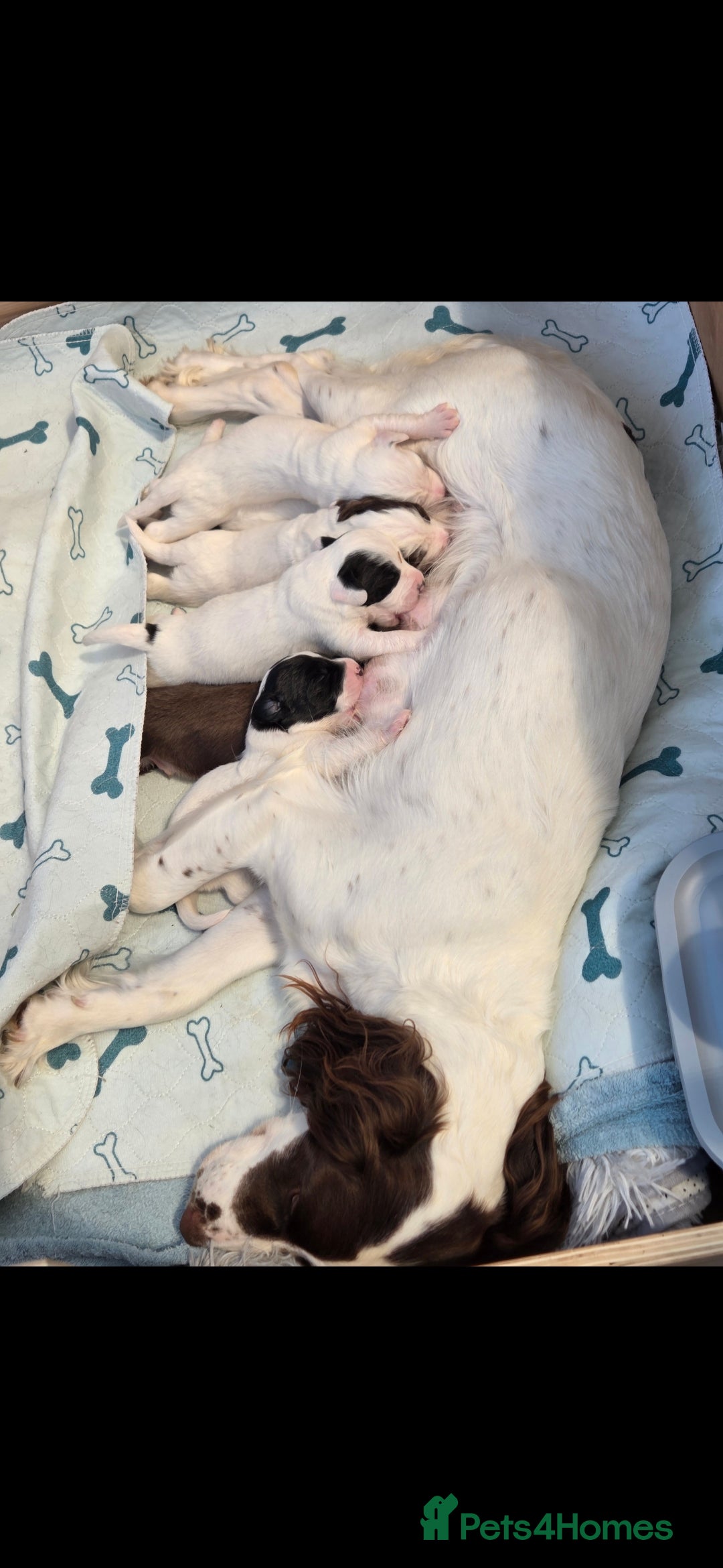 Sprollie dogs for sale: Sprollie puppies - Image 1