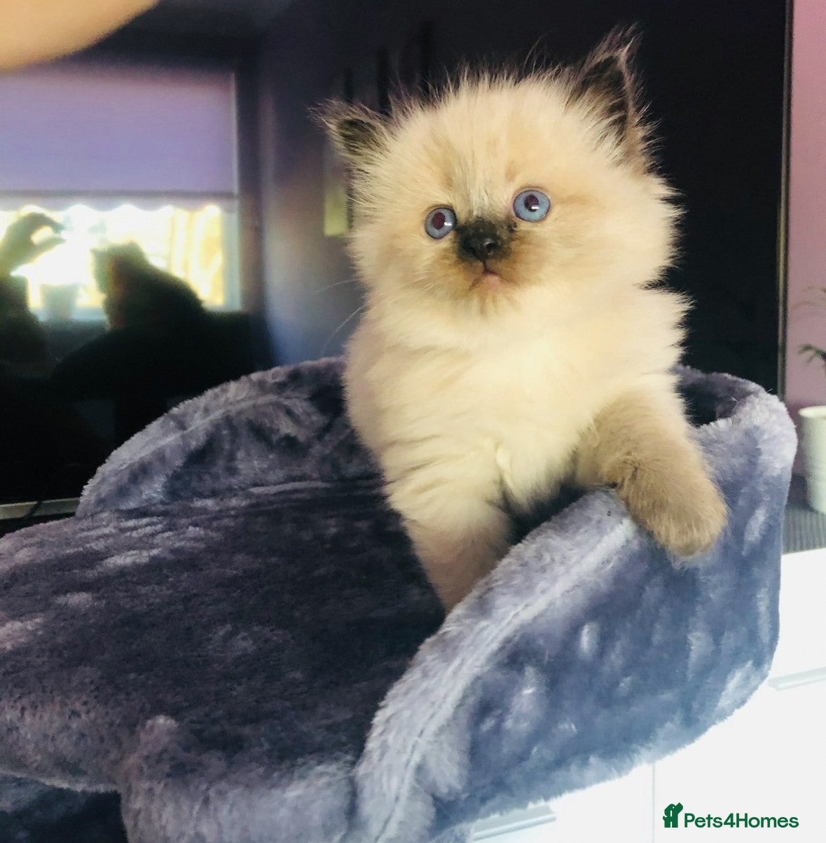 Ragdoll cats Blue eyed Ragdoll Kittens  - Advert 1