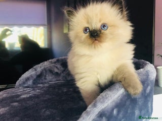 Ragdoll cats Blue eyed Ragdoll Kittens - Advert 1