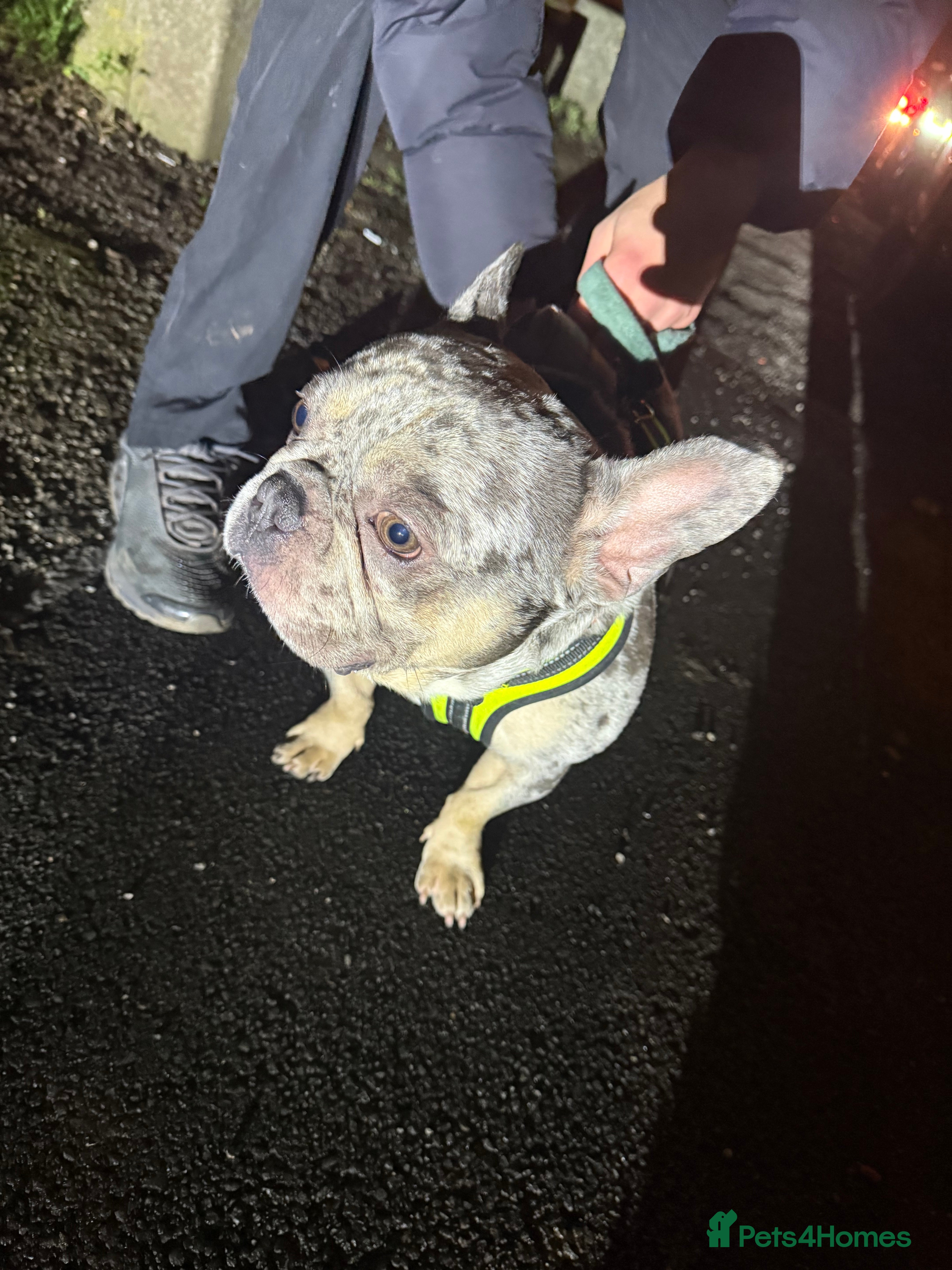 French Bulldog dogs Male French bulldog  - Advert 1