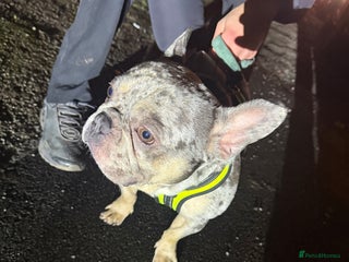 French Bulldog dogs Male French bulldog - Advert 1