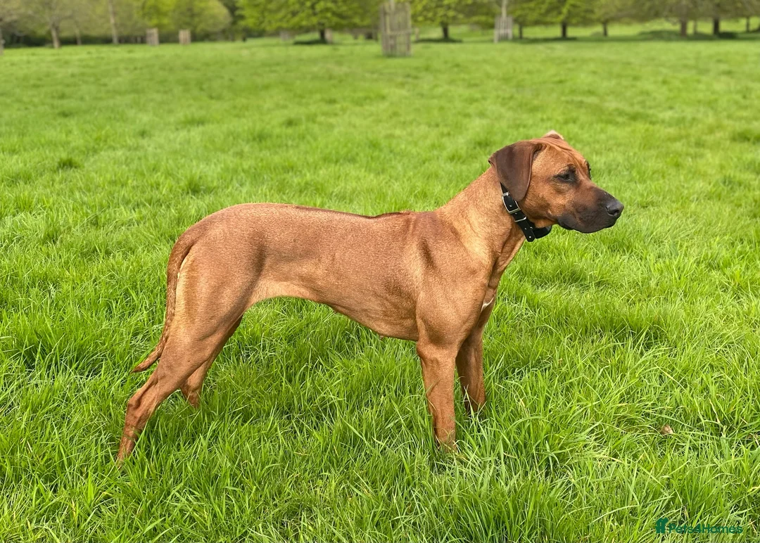 Rhodesian Ridgeback dogs for sale: Pedigree Rhodesian Ridgeback pups – Expected Soon - Advert 2