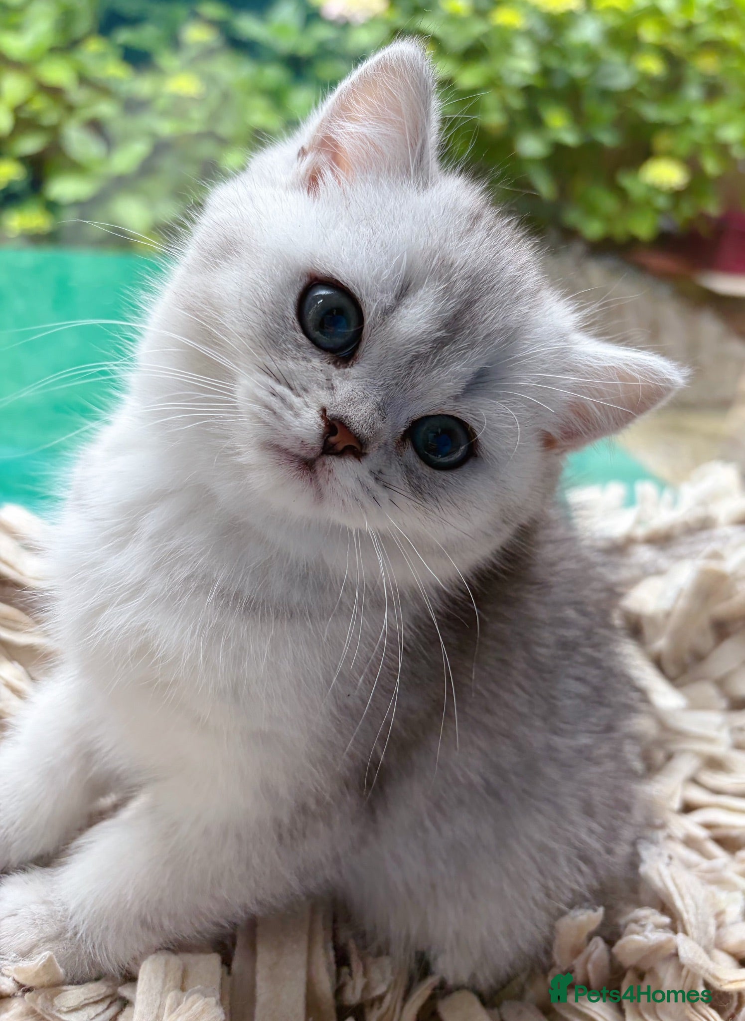 British Shorthair cats BSH boy - Advert 16