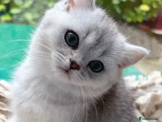 British Shorthair cats BSH boy - Advert 16