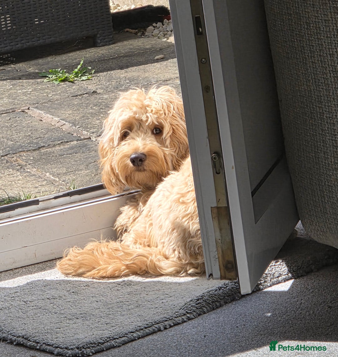 Cockapoo dogs for sale: 1 year old toy cockapoo - Advert 4