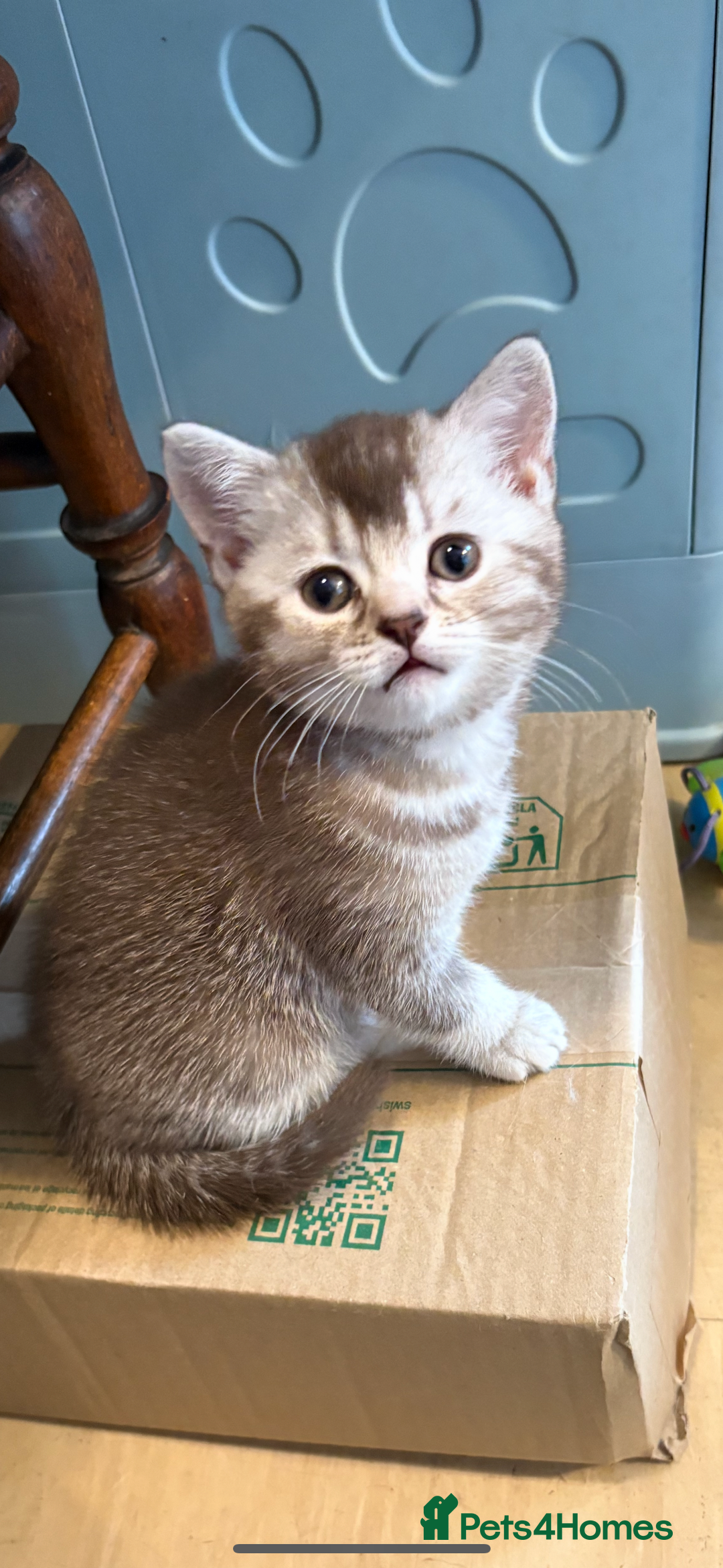 British Shorthair cats for sale: Beautiful silver black tipped girl 💕 - Image 6