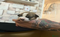 Jack Russell dogs for sale: Beautiful jack Russell terrier puppies  - Image 5