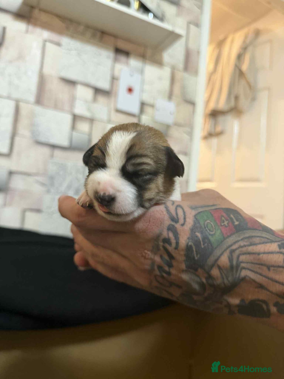 Jack Russell dogs for sale: Beautiful jack Russell terrier puppies  - Image 5