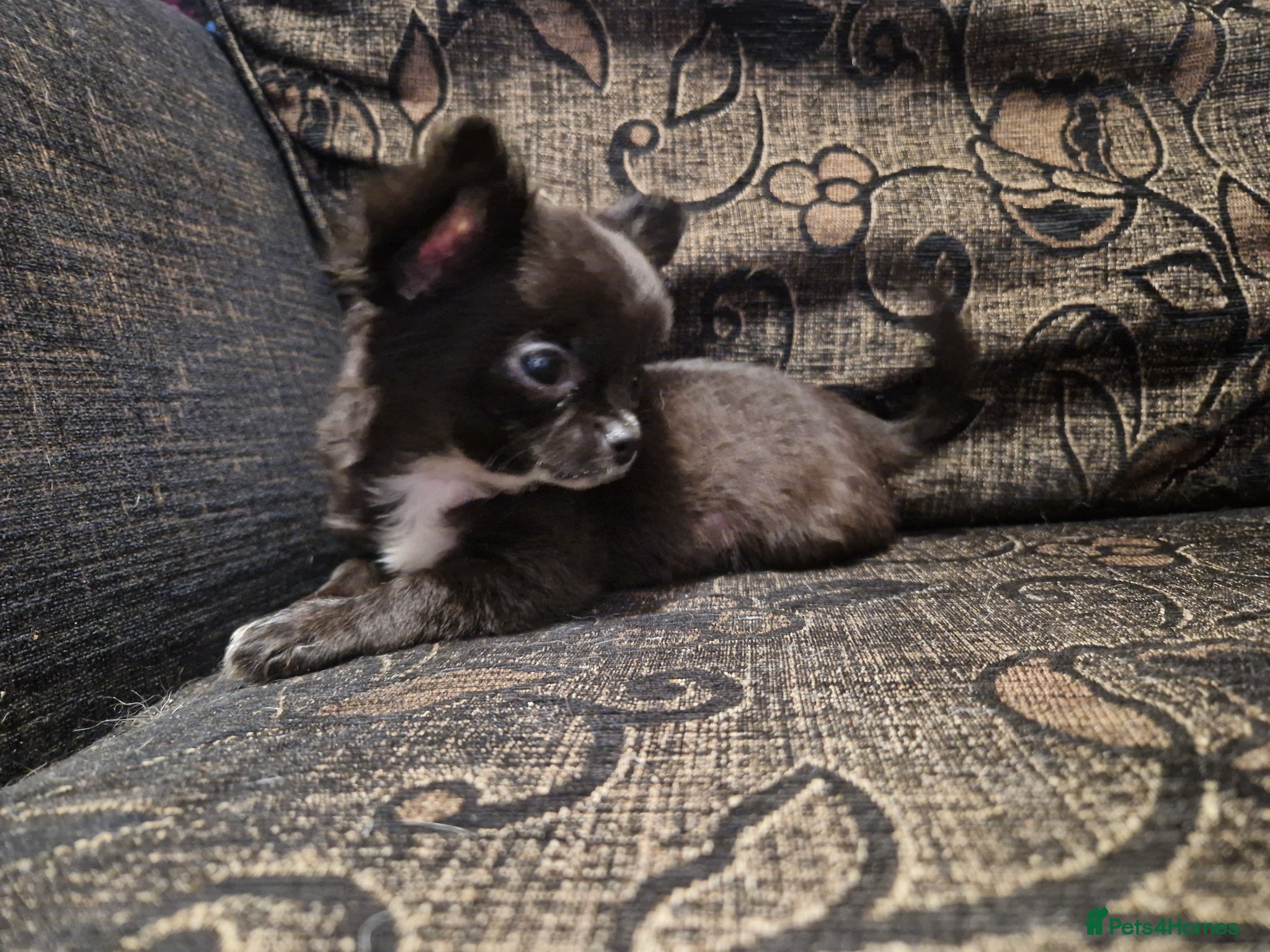 Chihuahua dogs Only 2 left dark brown/black chihuahuas  - Advert 1