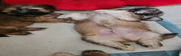 Lhasa Apso dogs for sale: Gorgeous boys available  - Advert 10